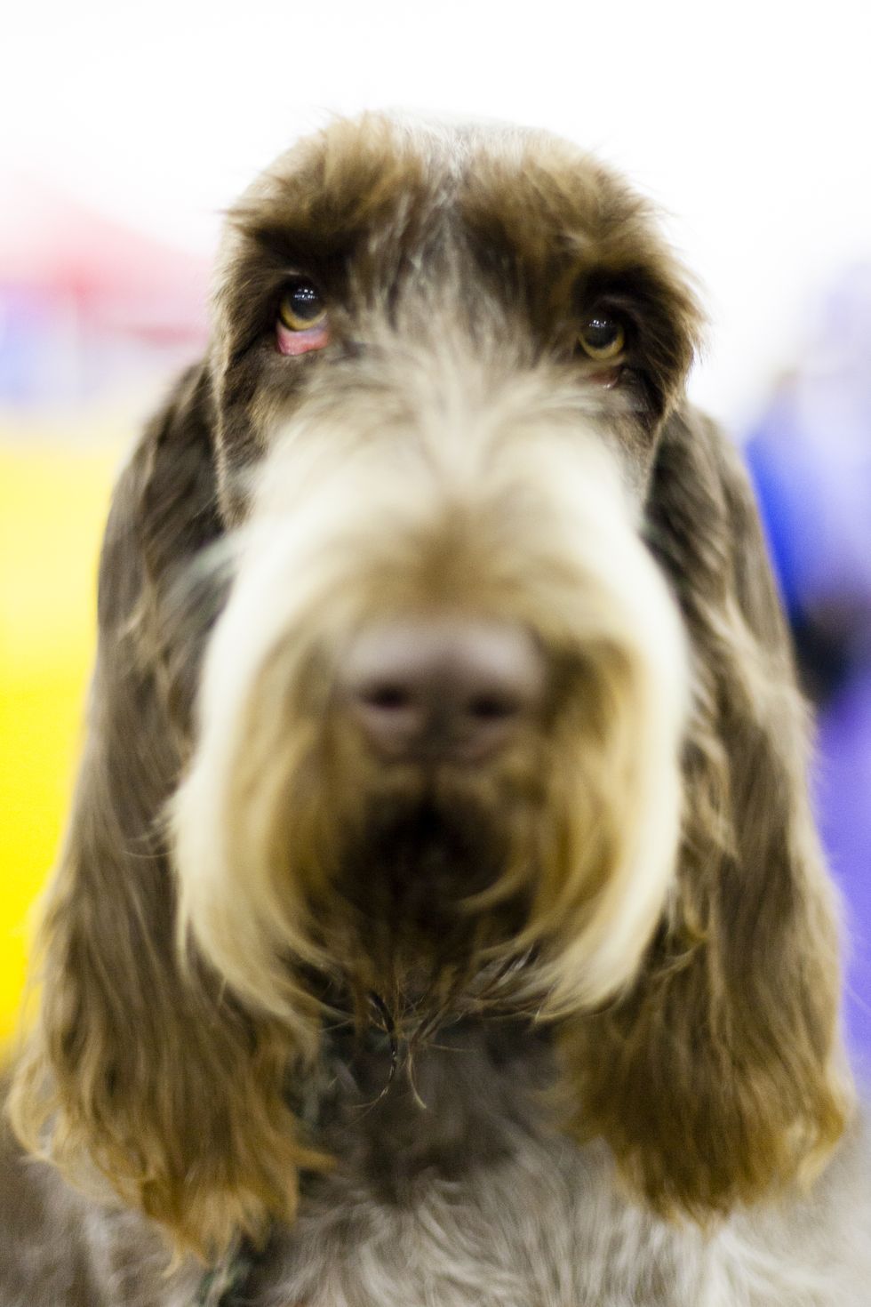 <p>Avexu Mondavi is a Spinone Italiano from the Finger Lakes. She gets a bath a couple of days before the show but then is allowed to play and get a little dirty in order to bring out the features and texture of her course coat. </p>