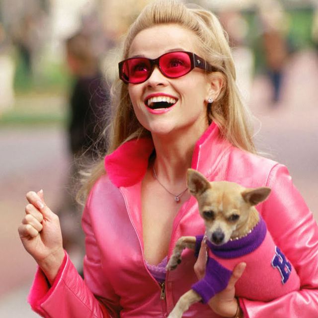 Dog, Canidae, Eyewear, Companion dog, Pink, Dog breed, Sunglasses, Street fashion, Blond, Carnivore, 