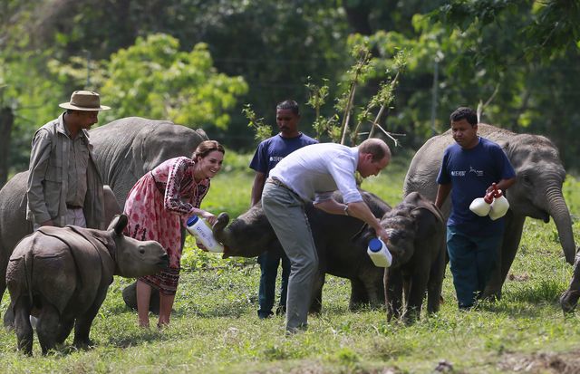 Kate Middleton Feeds Baby Elephants and Rhinos - Kate Middleton on ...