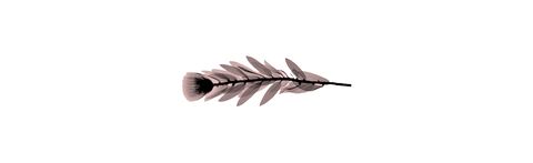 Leaf, Botany, Feather, Twig, Natural material, 