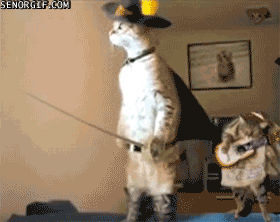 funny cat gifs for hillary clinton hillary clinton donald trump