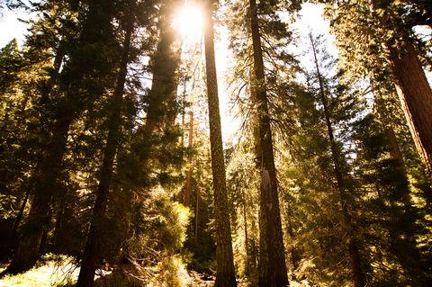 Natural environment, Sunlight, Forest, Sun, Biome, Trunk, Grove, Spruce-fir forest, Morning, Old-growth forest, 