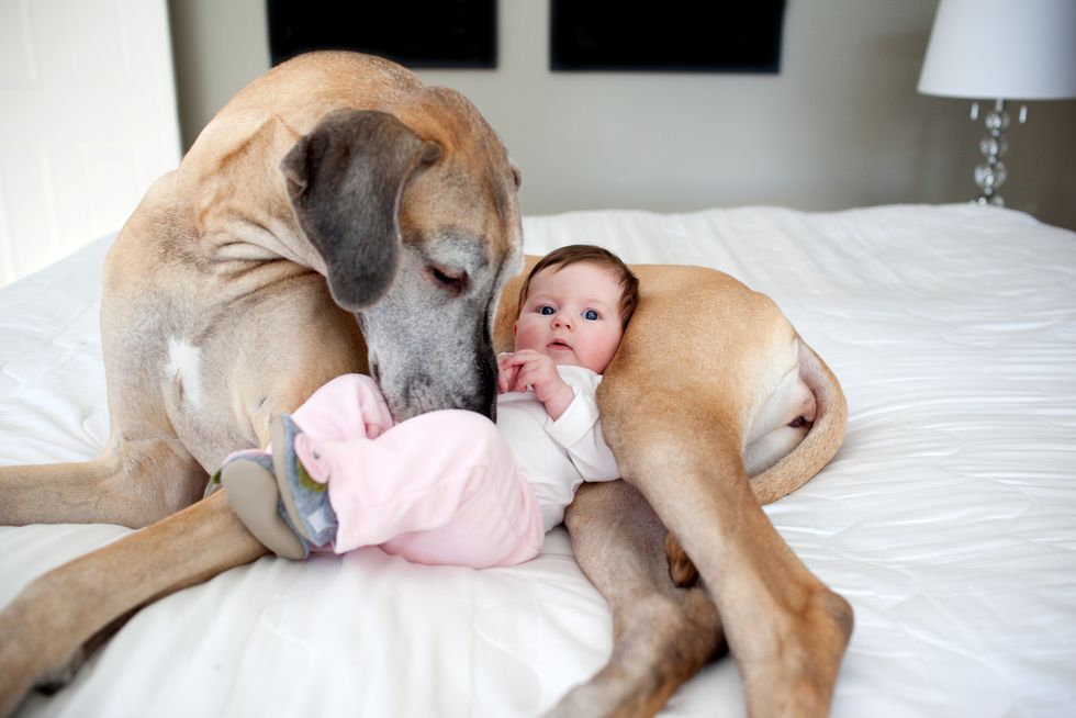 Canidae, Dog, Child, Companion dog, Puppy love, Dog breed, Great dane, Comfort, Baby, Fawn, 