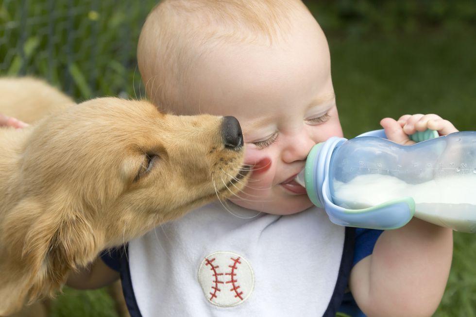 Canidae, Child, Dog, Dog breed, Bottle, Companion dog, Drinkware, Snout, Puppy love, Retriever, 