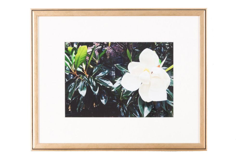 Flower, Picture frame, Plant, Botany, Flowering plant, Petal, Painting, Rhododendron, Azalea, Wildflower, 