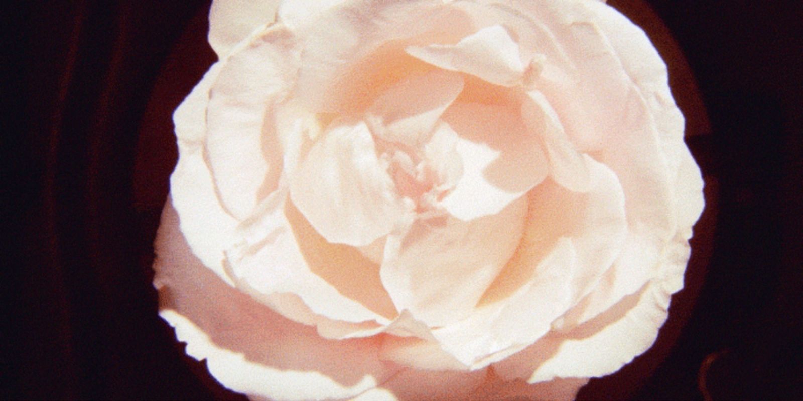 Rosa Vagina BildMutter son Anal-Sex-Geschichte