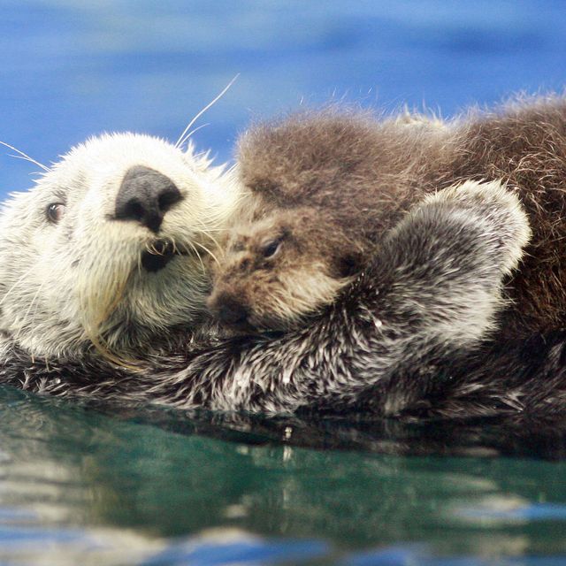 Here Is a Tiny Sea Otter Pup to Soothe Your Troubled Soul