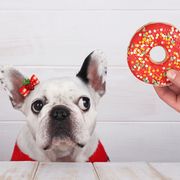 Donut-dog