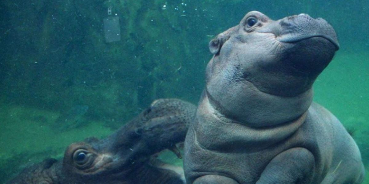 Fiona the Hippo gets her own show