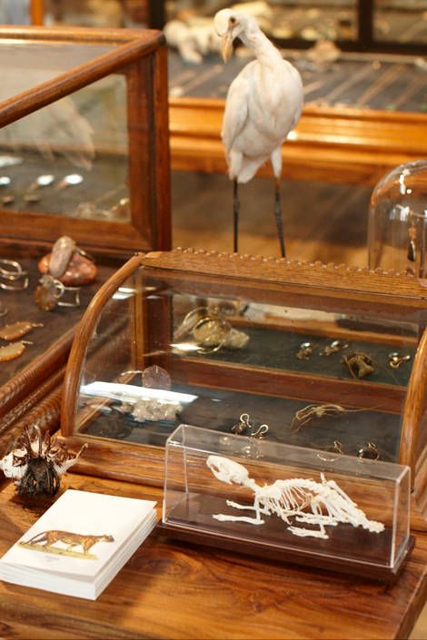 Display case, Bird, Feather, Beak, Natural material, Collection, Waterfowl, Museum, Water bird, Seabird, 