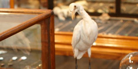 Display case, Bird, Feather, Beak, Natural material, Collection, Waterfowl, Museum, Water bird, Seabird, 