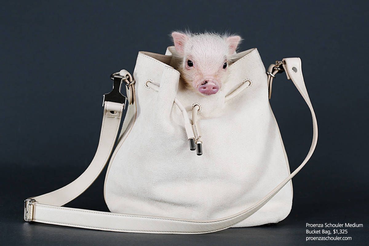 piglet purse