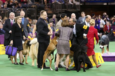 STEP AND REPEAT: The 138th Annual Westminster Dog Show