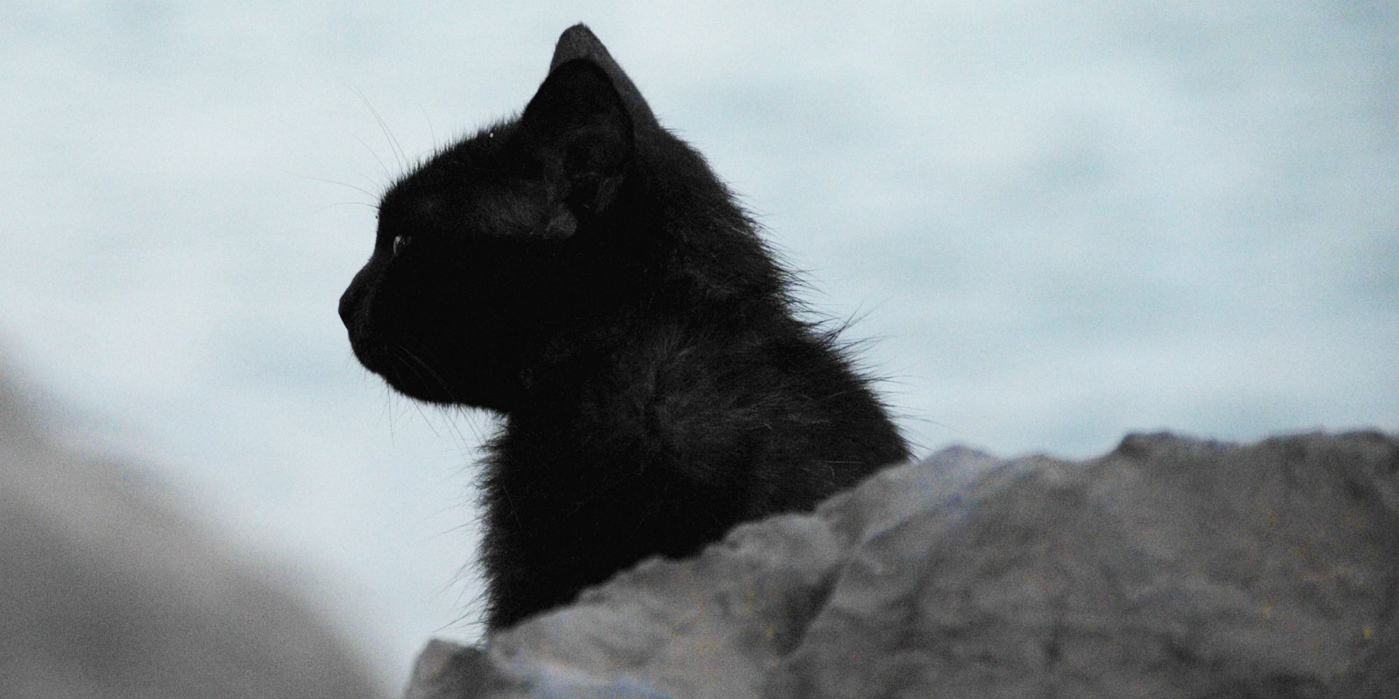 Gatto nero: storia, aspetto, carattere, cura e prezzo