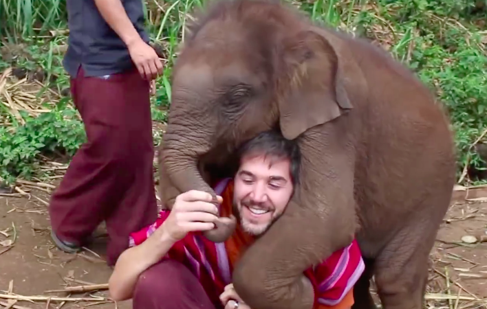 Baby Elephants Can't Stop Smothering Humans With Love - Baby Elephants Sitting on Laps Video