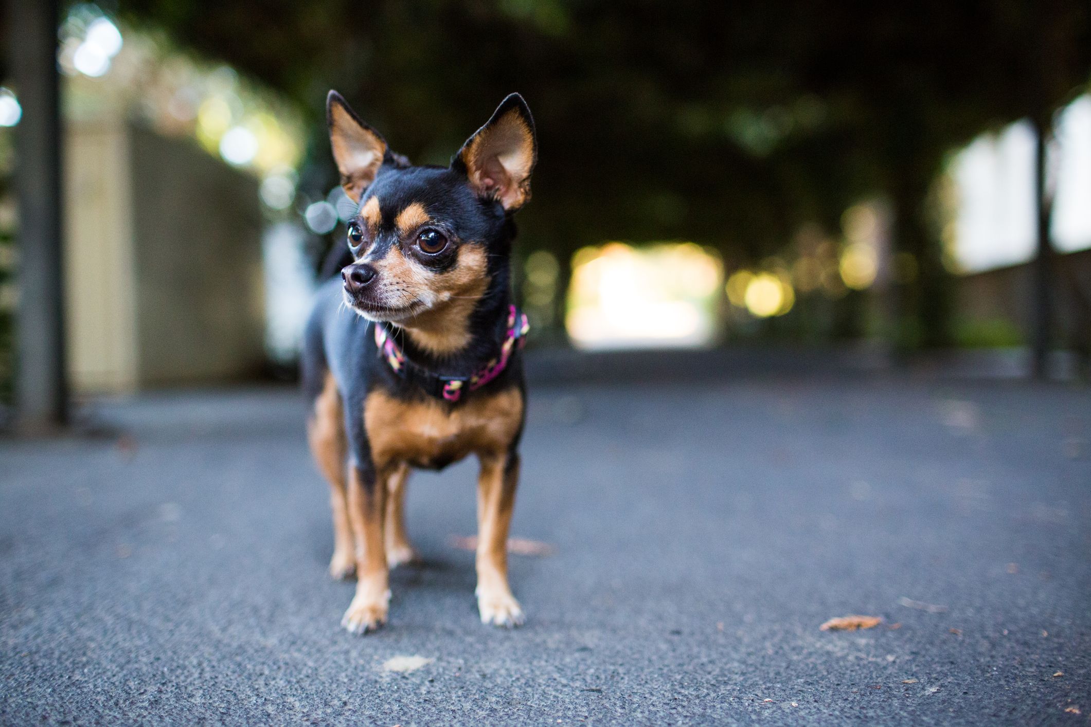 a dog on the road meaning