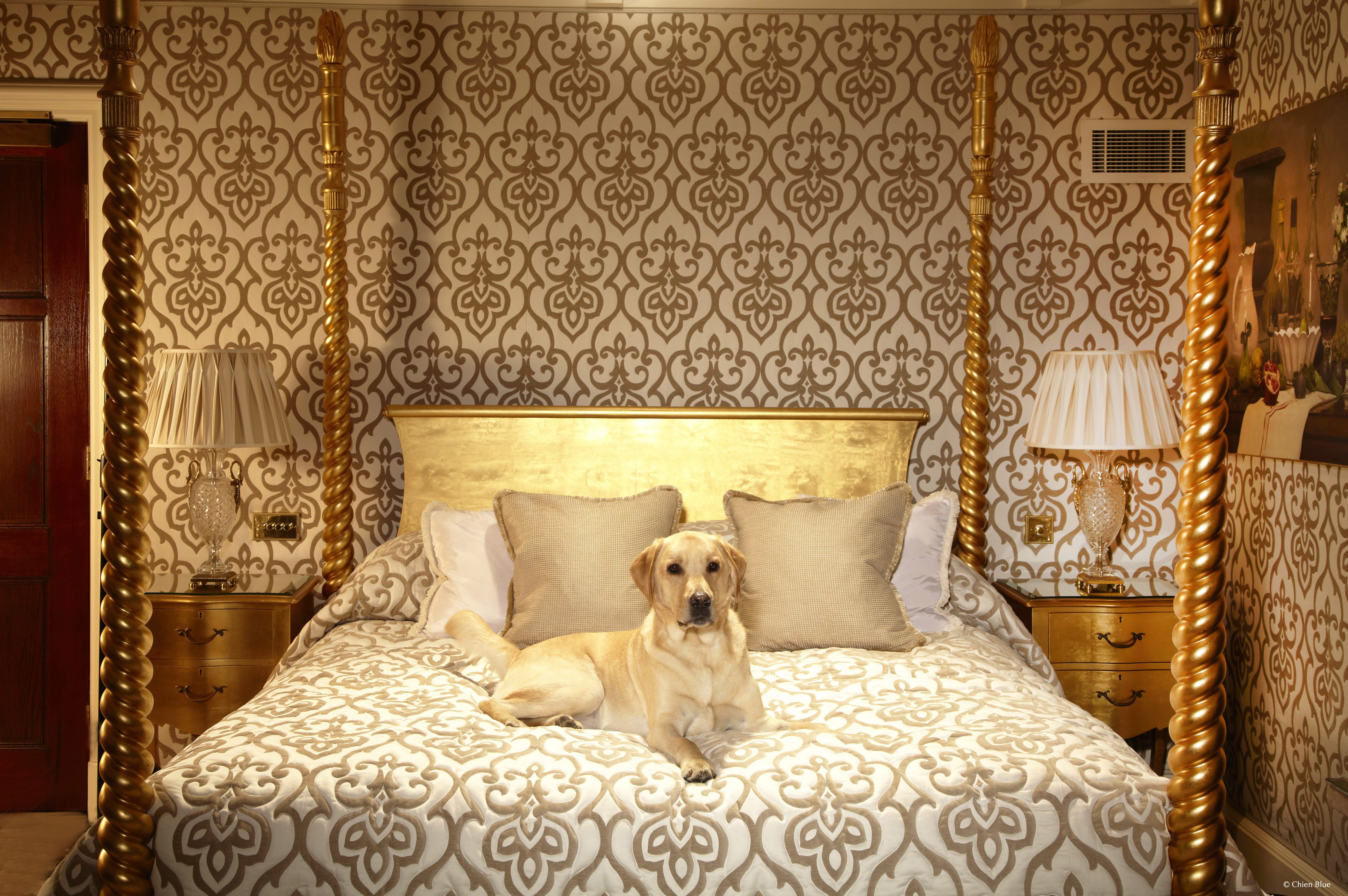 Dog-friendly hotels pamper pets as well as their owners