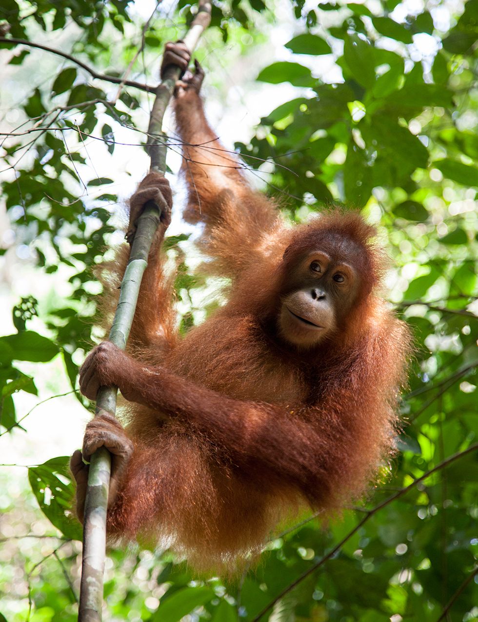 <p>Más de 50.000 orangutanes han muerto en Asia como consecuencia de la deforestación para poder plantar palmeras de aceite. Un 90% del hábitat del orangután en este planeta ha desaparecido por culpa de las empresas que quieren obtener aceite de palma, un ingrediente habitual de alimentos, cosméticos, productos de limpieza... Mira la composición y di 'no' al aceite de palma.</p>