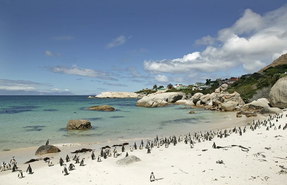<p>Además de un paisaje de ensueño, la playa de Boulders Beach, a unos 40 minutos de Ciudad del Cabo, tiene unos habitantes de excepción: una colonia de pingüinos africanos, que puede observarse en su propio hábitat a través de unas pasarelas de madera situadas junto a la playa. Todo un lujo.</p>