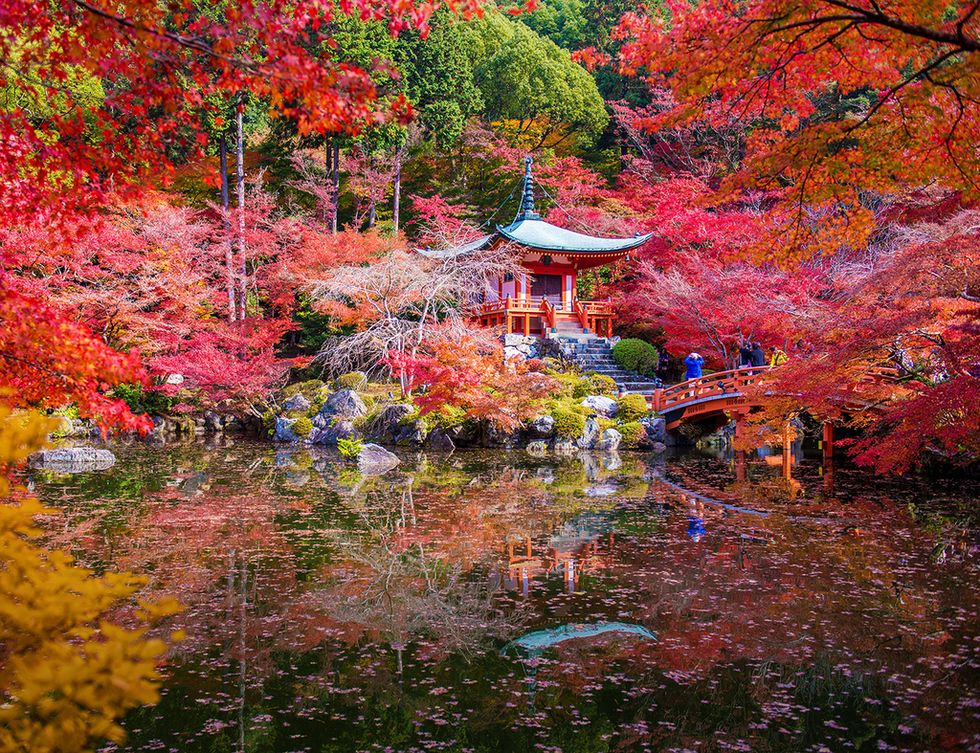 <p>La foto es de otoño, pero en cualquier época del año, la visita a este santuario es imprescindible. Se le denomina 'templo de las flores', es Patrimonio de la Humanidad por la UNESCO y es el edificio más antiguo de Kyoto (las partes más primitivas tienen un milenio de historia). Es famoso por ser el lugar donde se celebra el Manto-e o ceremonia de las diez mil luces, similar a Todos los Santos.</p>