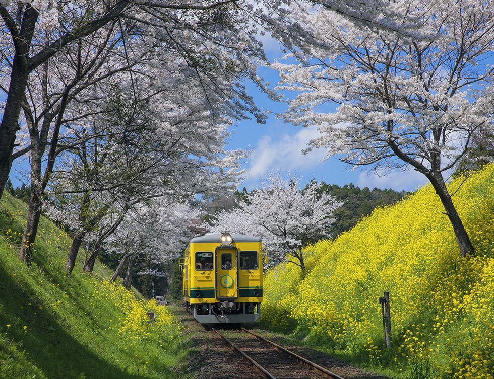 <p>¿Puede ser el tren perfecto al que subirse en primavera? Quizás sí, por la cantidad de flores que hay a ambos lados de esta línea que atraviesa la prefectura de Chiba, en Japón. Su longitud es de solo 26,km, así que hay poco tiempo para disfrutar del paisaje: almendros, naturalezas, castillos ancestrales y una alfombra de flores de manzano amarillas.</p>