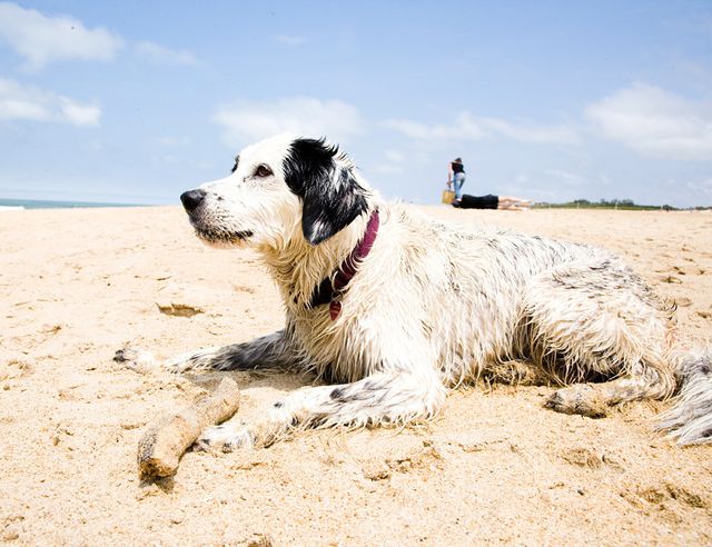 Las mejores playas españolas para ir con tu perro