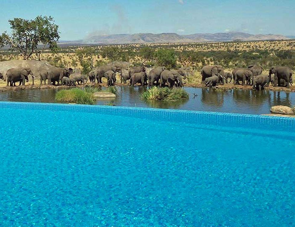 <p>Darse un refrescante baño mientras se contempla a los elefantes en el abrevadero es un lujo sólo al alcance de los privilegiados que puedan acceder a una de las 77 habitaciones de este hotel en Tanzania.</p>
