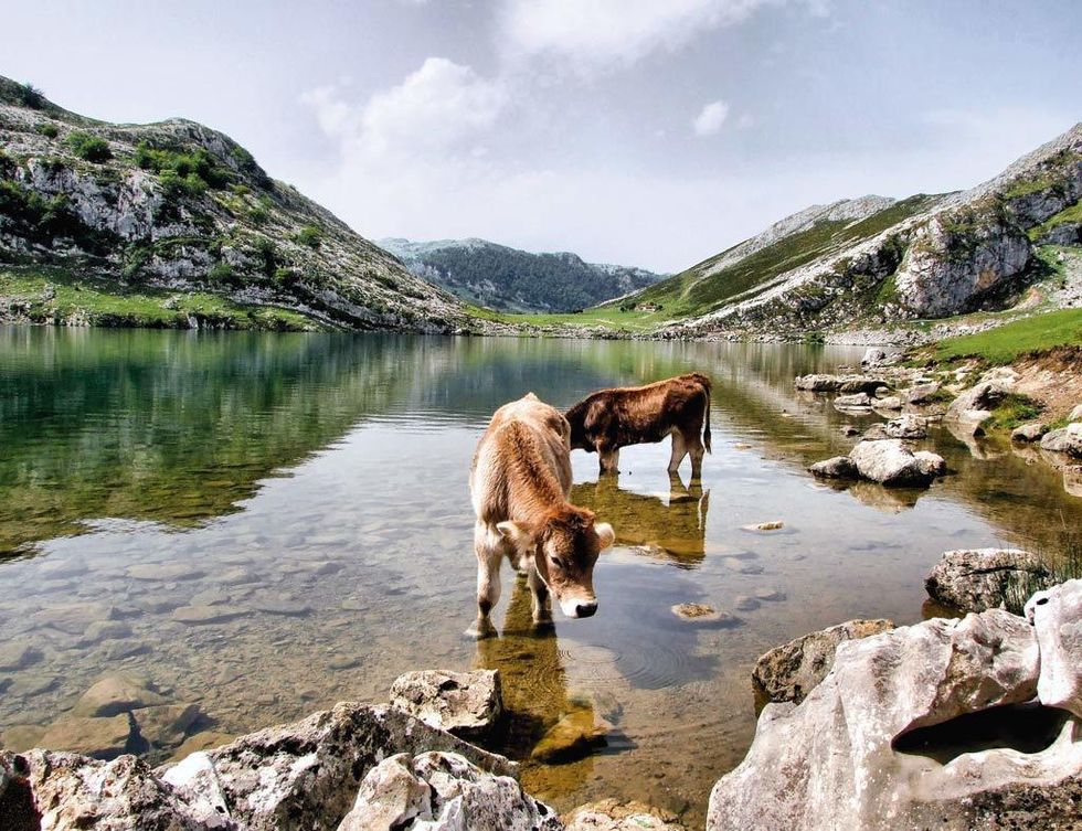 <p>Dentro del Parque Nacional de los Picos de Europa (Asturias), encontrarás los<a href="http://www.lagoscovadonga.com" target="_blank">&nbsp;</a><a href="http://www.lagoscovadonga.com" target="_blank">lagos</a><a href="http://www.lagoscovadonga.com" target="_blank">&nbsp;de Covadonga.</a> Estas formaciones glaciares se componen de tres acuíferos: Enol, en la foto, que es el más grande; La Ercina, que está a una altitud de 1.100 m, y El Bricial, que es el más pequeño y solo lleva agua durante el deshielo. Prepara la cámara porque es de lo más habitual que las vacas campen libremente por la zona, ajenas al trasiego de visitantes, y sus puestas de sol no tienen parangón. Recuerda que durante la temporada alta solo se puede acceder a la zona en transporte público (adultos 8 euros) o en taxis locales.&nbsp;</p><p>El resto del año, puedes llegar en coche privado (el aparcamiento cuesta solo 2 euros el día completo). El acceso se hace desde Soto de Cangas. Te recomendamos que no te pierdas la vista de Cangas de Onís desde el Mirador de la Reina. Y los amantes del senderismo podéis hacer uno de los itinerarios que parten desde Covadonga: la Ruta de la Reconquista o la de Orandi. No dejes pasar la ocasión de conocer –o revisitar– este hermoso paraje y sus bucólicas majadas.&nbsp;</p>