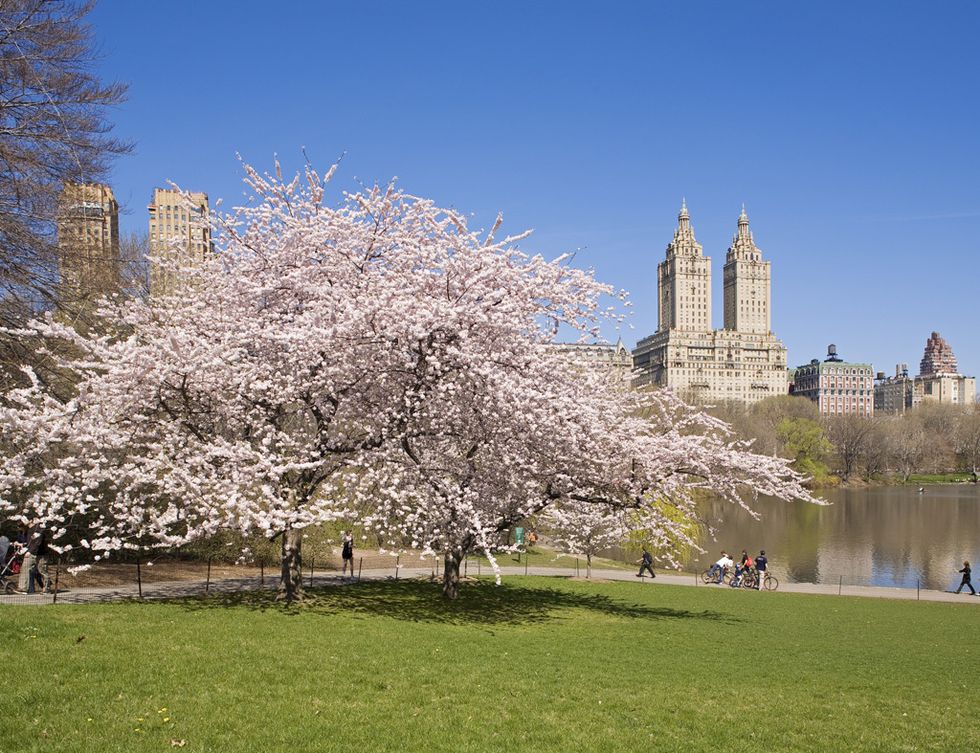 <p>Es visita obligada sí o sí en un viaje a Nueva York. Recorrerlo en bici, visitar el monumento a John Lennon o la estatua de 'Alicia en el país de las maravillas',&nbsp;descansar en el estanque de Jacqueline Kennedy o dar de comer a las amigables ardillas que lo habitan son sólo algunas de las muchas actividades que puedes realizar cuando lo visite.&nbsp;</p>