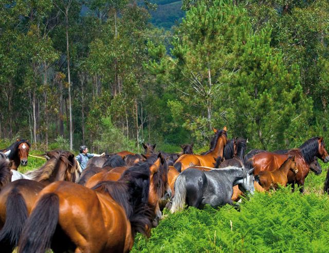 En los montes de Sabucedo viven 600 caballos en libertad.