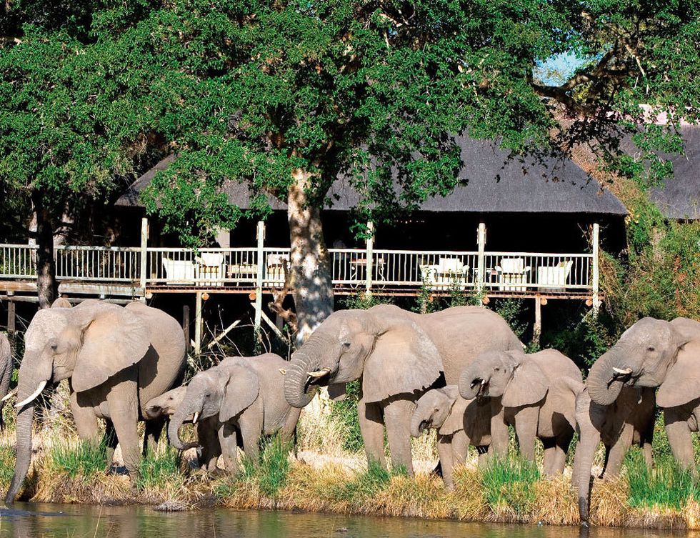 <p>Imprégnate de la esencia africana en este reserva de lujo. Antes de amanecer tendrás que desayunar, para luego realizar un safari en Land Rover con un ranger cualificado. Tras el almuerzo, y un pequeño descanso, se inicia otro recorrido por el Parque Kruger al atardecer, cuando los animales se arremolinan en los acuíferos para beber. Tras la puesta de sol disfrutarás de un aperitivo, y la jornada terminará en tu habitación, donde tienes acceso libre al minibar, aunque durante todo el día puedes tomar una selección de bebidas en el lodge. Esta experiencia está disponible desde 415 euros.&nbsp;</p><p><a href="http://www.sabisabi.com" target="_blank"><strong>Sabi Sabi Bush Lodge.</strong></a> P. N. Kruger (Sudáfrica). Tél. 271 37 35 51 65.</p>