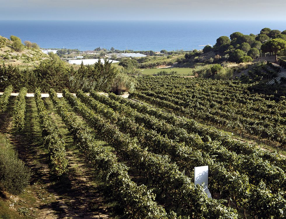 <p>Primero la Corona de Aragón y, mucho más tarde, la burguesía catalana ya adoraban el color y aroma de los vinos blancos de Alella. El benigno clima mediterráneo que mima el Maresme favorece la proliferación de viñedos que se extienden en más de 314 ha con una producción anual que supera con creces el millón de kilos. Aunque reina la variedad de uva pansa blanca, los vinos tintos, rosados, dulces y cavas también se han hecho un hueco en las nueve bodegas productoras de la localidad.</p><p>Conviene saber que la historia vitivinícola de la D.O. Alella viene precedida por la romanización de Cataluña. De hecho, en el Centro de Acogida Turística de Teià (Ernest Lluch, 41) te informarán sobre los restos arqueológicos de la cava romana de Vallmora, que te ayudarán a descifrar la tradición vinícola del Maresme.</p><p>
<strong>Ser original</strong><br />Reinventarse ha sido el motor de estas bodegas que beben del Mediterráneo. No es de extrañar, pues el entorno no puede ser más idílico. Las pendientes, repletas de tipos distintos de uva cultivados según la altitud, se prolongan hasta morir en el mar. Por eso, las masías productoras están edificadas en altozanos y regalan perfectas panorámicas de la costa barcelonesa.</p><p>Los viajeros más aventureros pueden decantarse por otras actividades, como volar en helicóptero o realizar un paseo en 4x4 entre viñas, que ha diseñado la bodega Alta Alella.</p><p>
<strong>Retiro en pareja</strong><br />Te invitamos a explorar Cabrils, una bonita población perfecta para una escapadita. El Hostal de la Plaça (Plaça de l'Esglèsia, 32) ofrece el Pack Romàntic (a partir de 135 €), que incluye alojamiento en habitación doble con botella de cava, cena y almuerzo bufé. Os encantará tomar una copita en su terraza.</p><p><strong>NUESTRA GUÍA</strong></p><p>
CÓMO LLEGAR<br /> Alella se encuentra a menos de  20 km de Barcelona si conduces por el trazado de la C31.</p><p>
CULTURA<br />Los romanos hicieron de estos parajes en su nueva casa y la convirtieron así en un gran atractivo turístico. Si amas la arqueología te va a gustar conocer los Hornos Romanos de la Fornaca, ubicados en Vilassar de Dalt y bastante conservados, o recorrer el Museu Romà de Premià de Mar, una alucinante construcción octogonal que data del siglo V d.C. Para aplacar por completo tu sed de cultura acude al Museo de Badalona, denominada en latín Baetulo, o al Municipal de Náutica del Masnou. Ambos guardan un gran legado de la etapa del Imperio Romano, el comercio y la navegación.</p><p>
MÁS INFORMACIÓN<br />
 D.O. Alella. www.doalella.org.<br />Costa de Barcelona-Maresme. www.costadebarcelonamaresme.cat/es.</p>