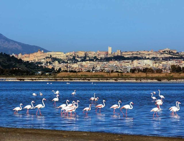 Un grupo de flamencos, con Cagliari  al fondo.