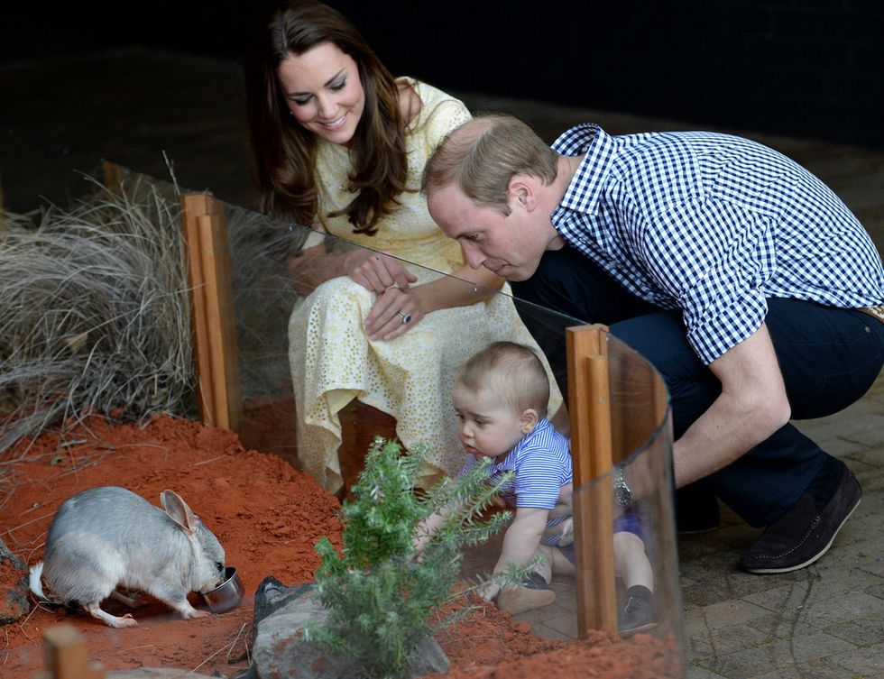 <p>Durante el viaje a Australia con sus padres, el pequeño conoció a un bilby australiano de tres años y medio durante la inauguración de la exhibición Prince George Bilbby Exhibit.&nbsp;</p>