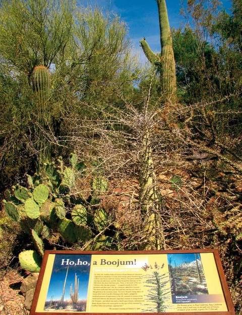 <p>Este desierto, a caballo entre los estados norteamericanos de Arizona y California y el mexicano de Sonora –de donde toma el nombre–, es uno de los más grandes y calurosos del mundo. Pero esto no implica que aquí no haya vida, sino todo lo contrario: sus 311.000 km cuadrados acogen un ecosistema tan variado que ha dado lugar a un interesante museo. Mitad centro de interpretación y mitad zoológico, el <a href="http://www.desertmuseum.org" target="_blank">Museo del Desierto Arizona Sonora</a> muestra la vida de sus inquilinos a través de diferentes exhibiciones de marcado carácter didáctico. Aquí conocerás cómo viven los coatíes, verás el vuelo de la lechuza y las familias de correcaminos y te divertirás con los juegos de los perritos de la pradera. También cuenta con un aviario –intenta congelar el vuelo de un colibrí– y una completa muestra de cactus y suculentas, así como un recorrido por las más espectaculares gemas y minerales de la región. El museo está en Tucson (Arizona), abre todo el año y ofrece una completa zona de restaurantes para reponer fuerzas y ayudarte a soportar las altas temperaturas. Entrada adultos: 11 euros; niños: 3,4 euros.</p>