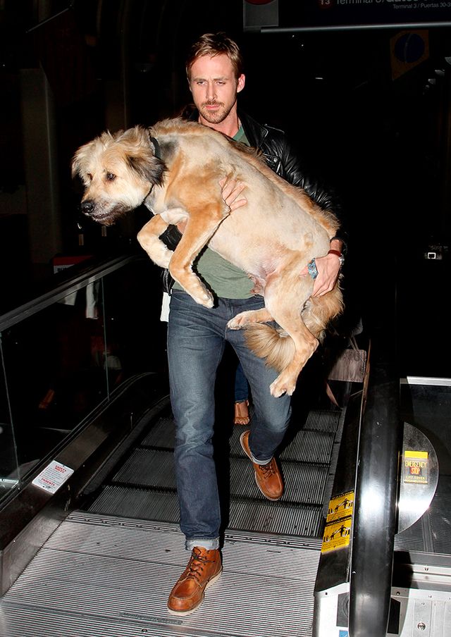<p>Se llama George y le hemos visto por la calle, en el aeropuerto y en brazos de su amo. Gosling es un gran amante de los animales y varias veces se ha comprometido en iniciativas para su defensa.</p>