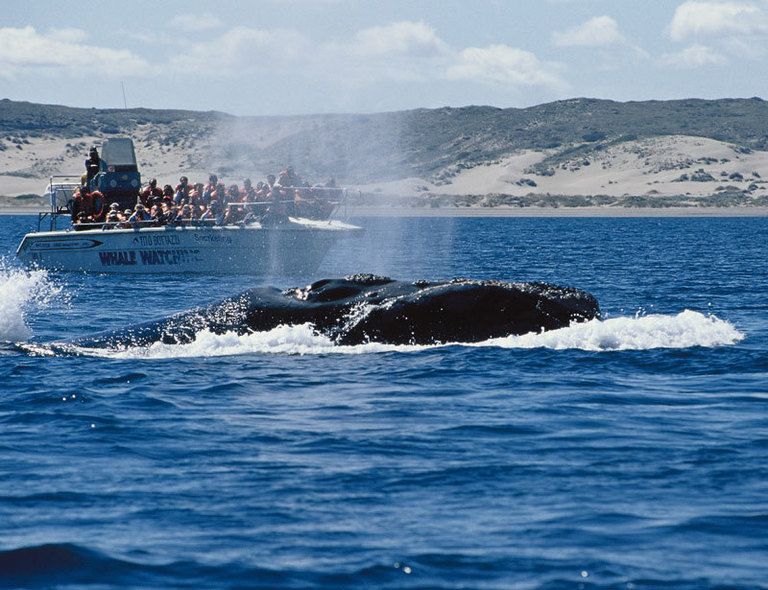 <p>&nbsp; Ver el ciclo completo de la vida de estos cetáceos, desde las piruetas del cortejo hasta la ternura de las mamás ballena nadando con sus ballenatos, es una experiencia única.&nbsp;Y uno de los mejores escenarios para contemplar el espectáculo es la península Valdés, en el sur argentino, un área natural protegida con un extraordinario catálogo de especies: lobos marinos, orcas, delfines, pingüinos… Puedes llegar en coche desde Puerto Madryn –entrada: 18 euros– y ver las decenas de ballenas franca austral desde los miradores de la costa o contratar alguna de las numerosas excursiones de avistamiento –por unos 48 euros– desde las que casi podrás tocar el lomo de estos fabulosos cetáceos.&nbsp;Infórmate en&nbsp;<a href="http://aanppv_nueva.peninsulavaldes.org.ar/" target="_blank">http://AANPPV_nueva.peninsulavaldes.org.ar</a>. &nbsp;</p>
