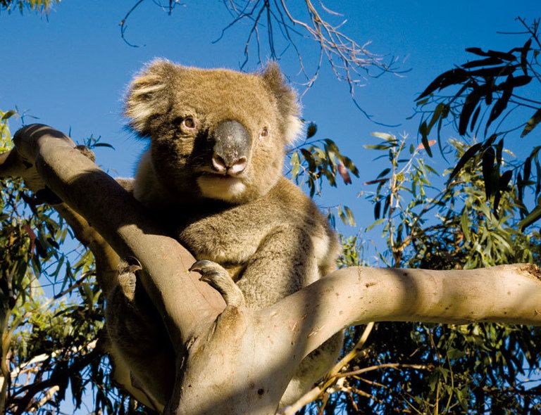 <p>Parece un osito de peluche pero, al igual que los canguros, los koalas son uno de los 140 tipos de marsupiales australianos y comparten con ellos el honor de ser símbolo del país. No es fácil verlos en libertad pero si observas con paciencia lo descubrirás entre los eucaliptos del parque Nacional Gran Otway, en Victoria, engulliendo hojas y hojas. Infórmate en&nbsp;<a href="http://www.australia.com/" target="_blank">www.australia.com</a>.</p>