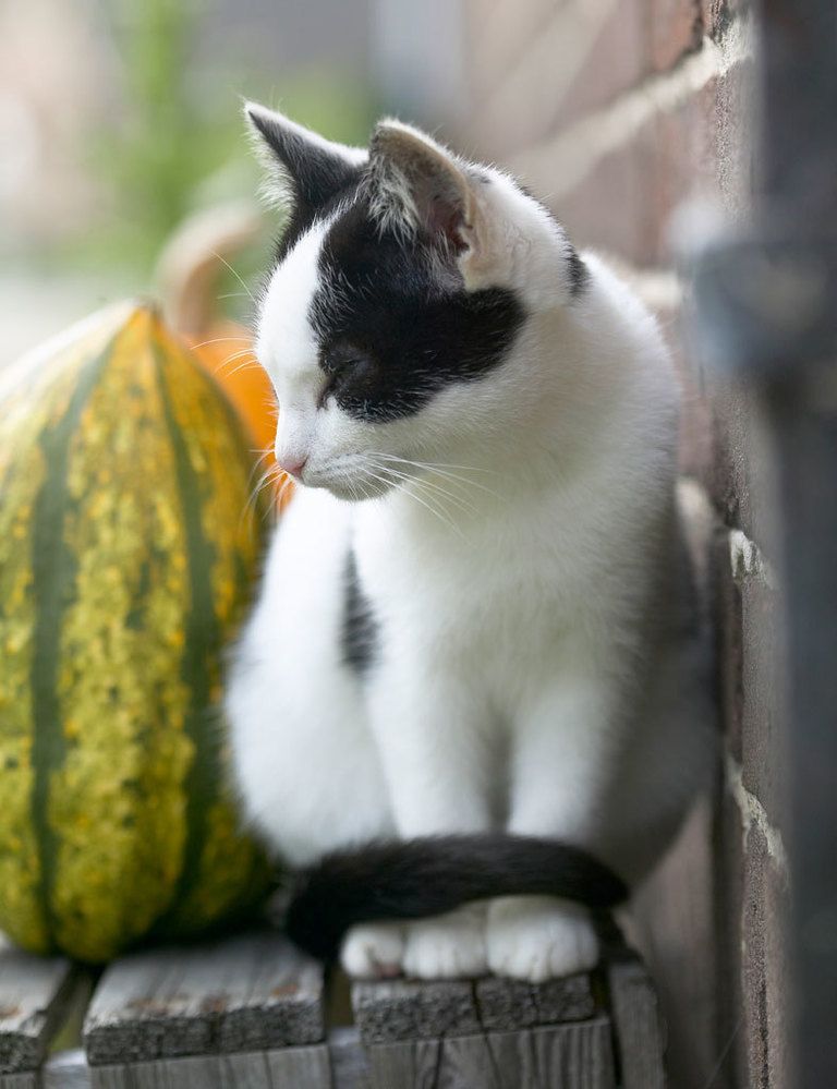 <p>'Londres está lleno de gatos. Los adoro, son tan dulces... Los jueves trabajo de voluntaria en un refugio para gatos, lo cual tiene un cierto peligro porque siempre me los quiero llevar a todos a casa.'</p><p>&nbsp;</p>