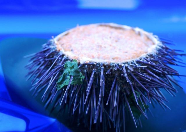 Blue, Organism, Macro photography, Sea urchin, Majorelle blue, Electric blue, Close-up, Natural material, Still life photography, Chemical compound, 