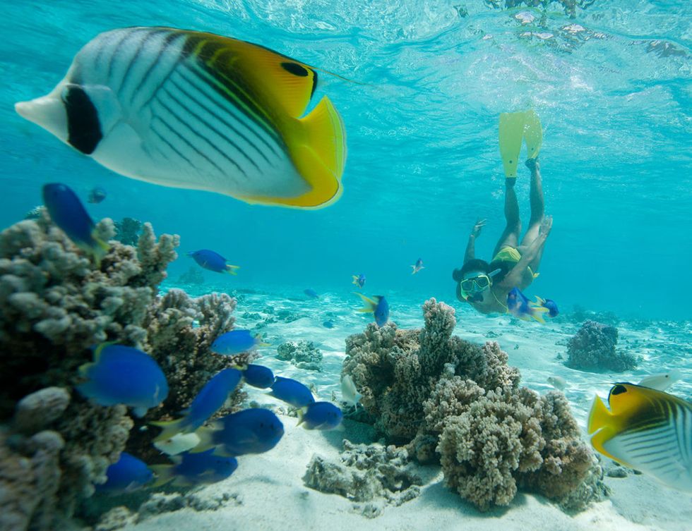 Underwater, Organism, Fluid, Natural environment, Vertebrate, Fish, Water, Aqua, Fin, Coral, 