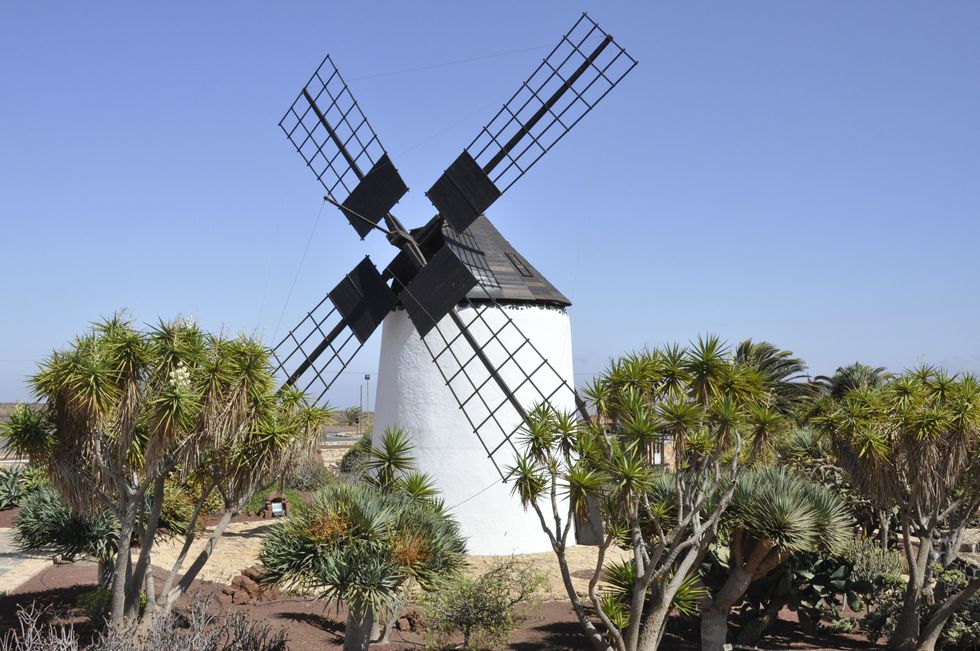 Windmill, Mill, Tree, Wind, Building, Palm tree, Arecales, 