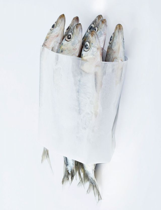 White, Fish, Seafood, Grey, Fish, Paint, Anchovy (food), Silver, Fin, Art paint, 