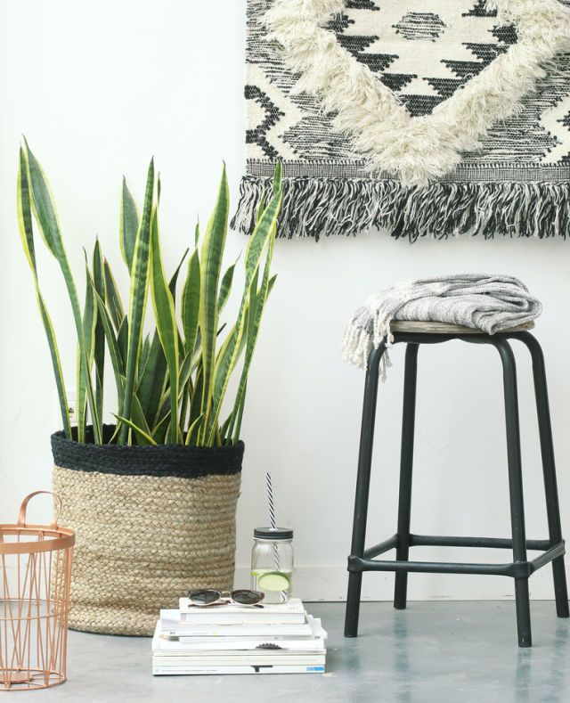 Flowerpot, Flowering plant, Houseplant, Home accessories, Perennial plant, Basket, Stool, 
