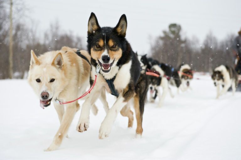 Winter, Dog, Dog breed, Vertebrate, Carnivore, Snow, Sporting Group, Freezing, Dog supply, Sled dog, 