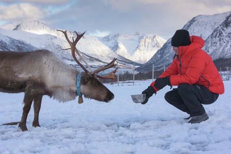 Winter, Deer, Elk, Freezing, Snow, Vertebrate, Antler, Reindeer, Mammal, Mountain range, 