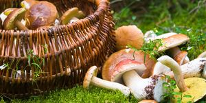 Mushroom, Edible mushroom, Champignon mushroom, Fungus, Agaricaceae, Penny bun, Grass, Agaricus, Basket, Agaricomycetes, 