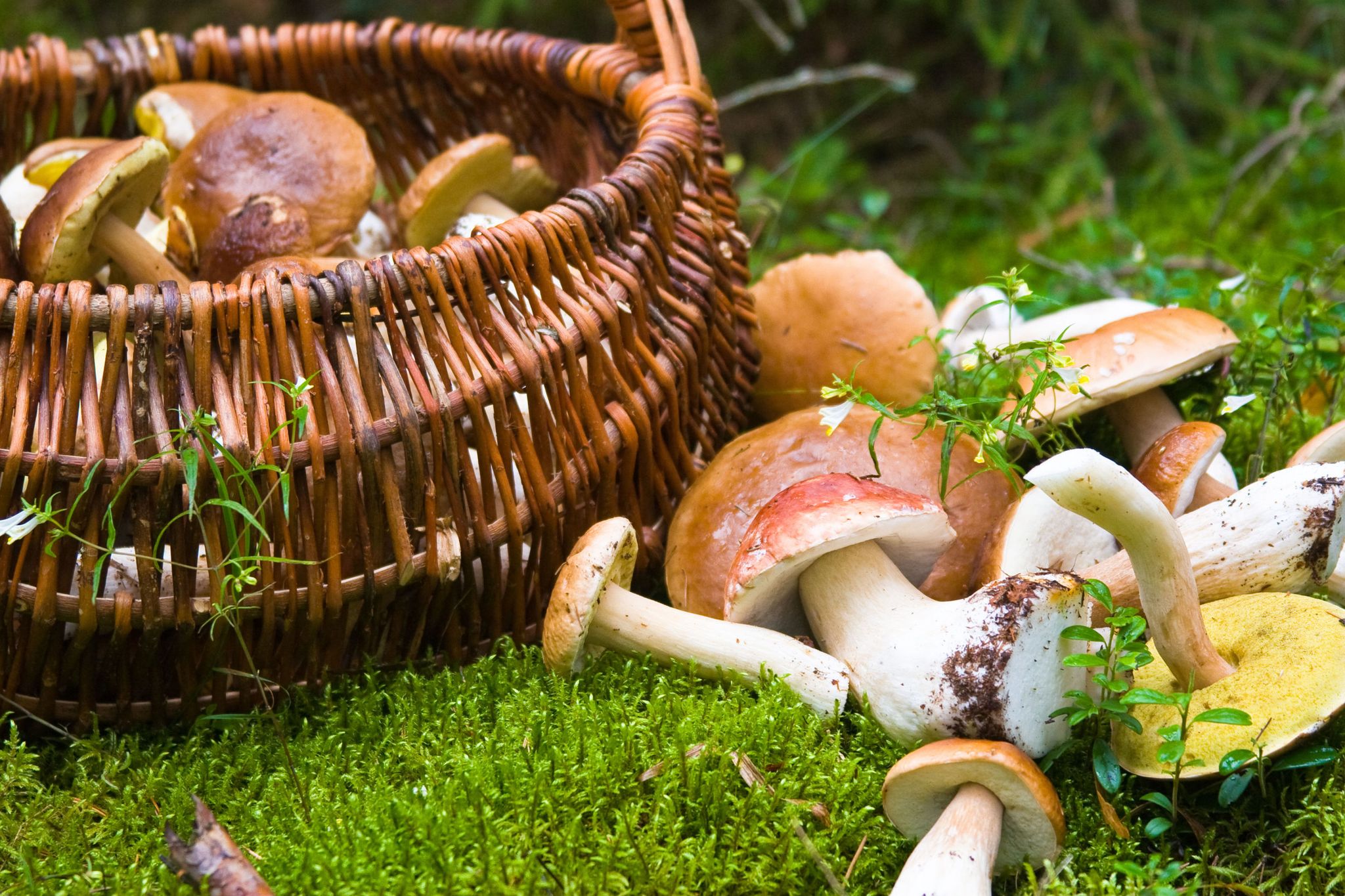 Mushroom, Edible mushroom, Champignon mushroom, Fungus, Agaricaceae, Penny bun, Grass, Agaricus, Basket, Agaricomycetes, 