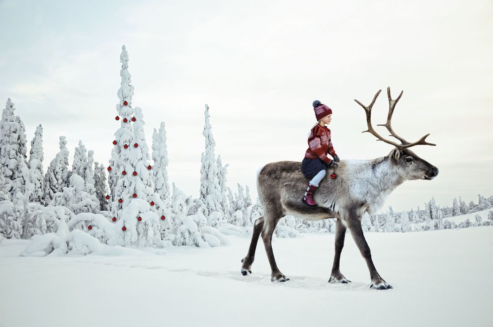Winter, Deer, Elk, Freezing, Reindeer, Antler, Snow, Slope, Fur, Natural material, 