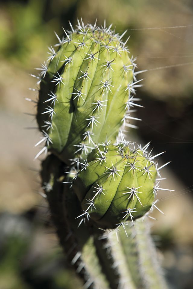 Vegetation, Adaptation, Terrestrial plant, Botany, Thorns, spines, and prickles, Cactus, San Pedro cactus, Annual plant, Macro photography, Caryophyllales, 